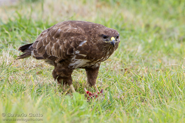 Common Buzzard