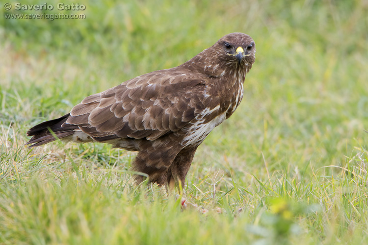 Common Buzzard