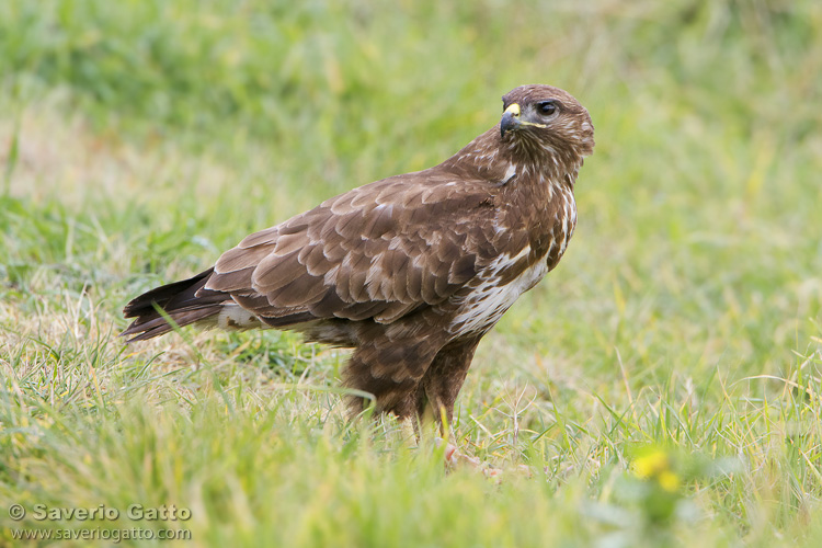 Common Buzzard