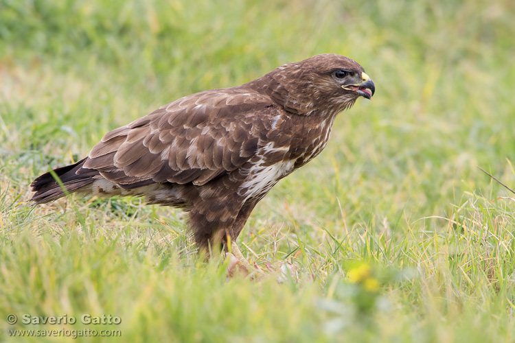 Common Buzzard