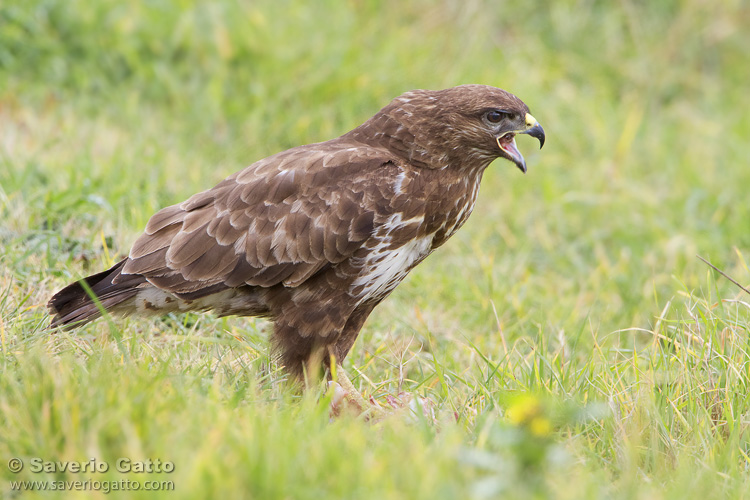 Common Buzzard