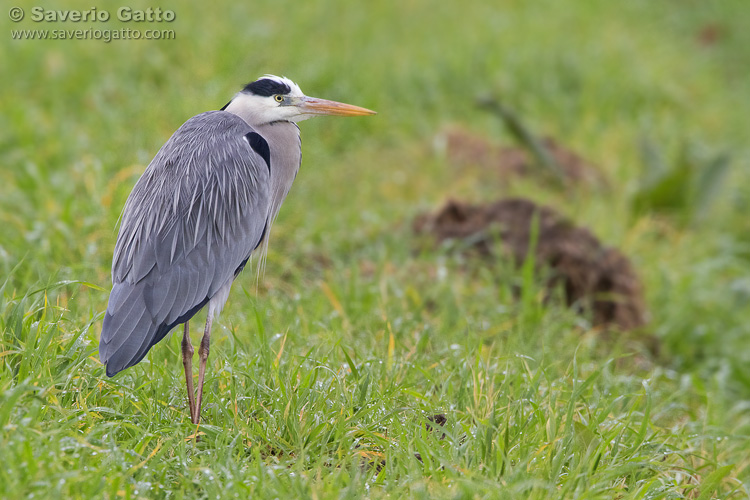 Grey Heron