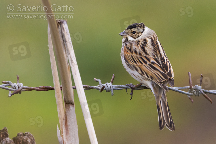 Reed Bunting