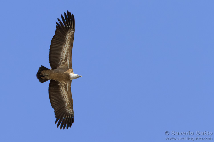 Griffon Vulture