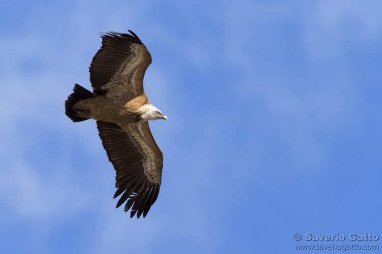 Griffon Vulture