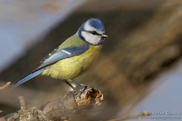 Eurasian Blue Tit