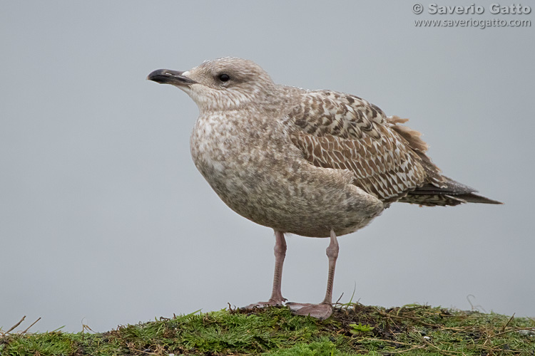 Herring Gull