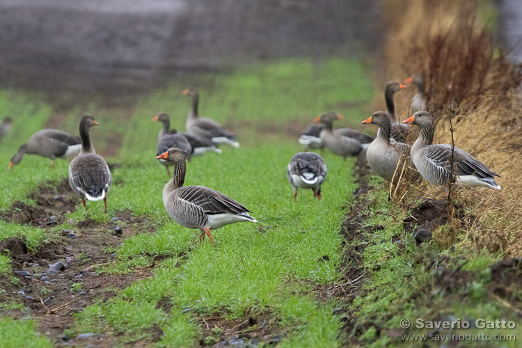 Greylag Geese