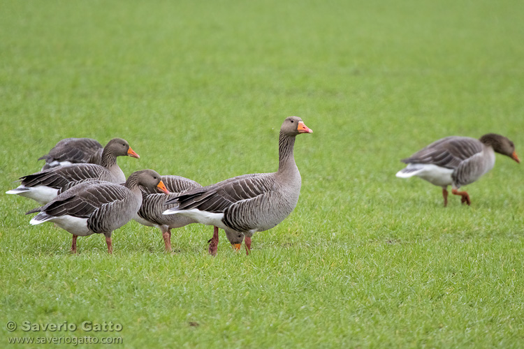 Greylag Geese