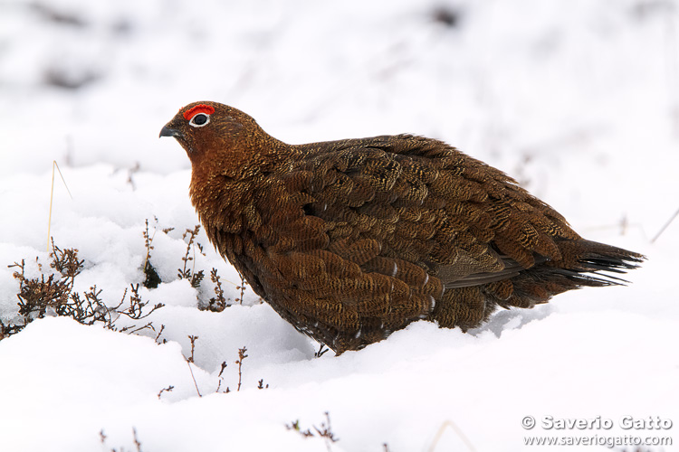 Red Grouse