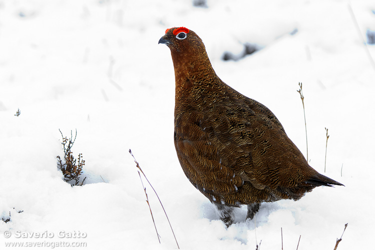 Red Grouse