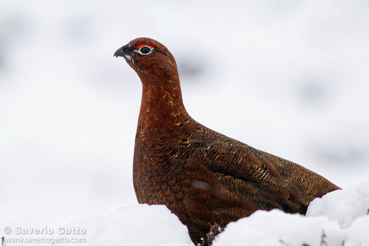 Red Grouse