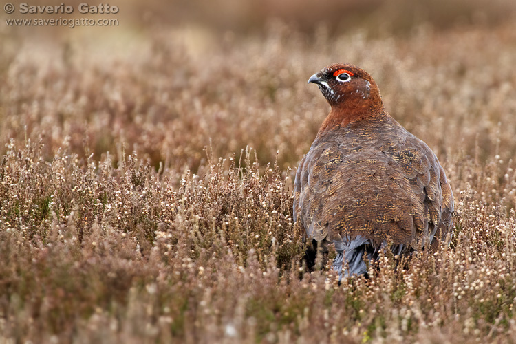 Red Grouse