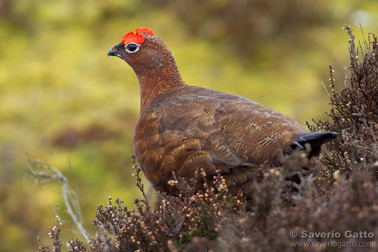 Red Grouse