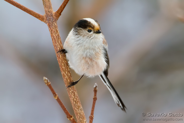 Long-tailed Tit