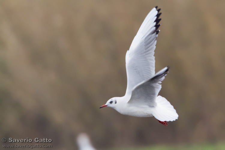 Black-headed Gull