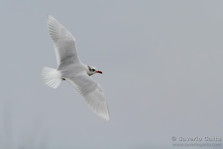 Mediterranean Gull