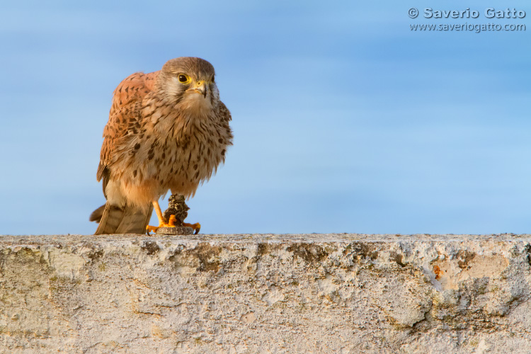 Common Kestrel