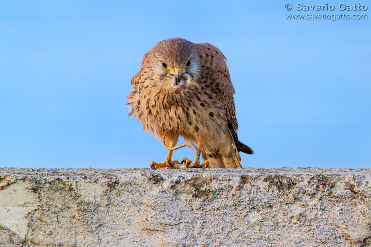 Common Kestrel