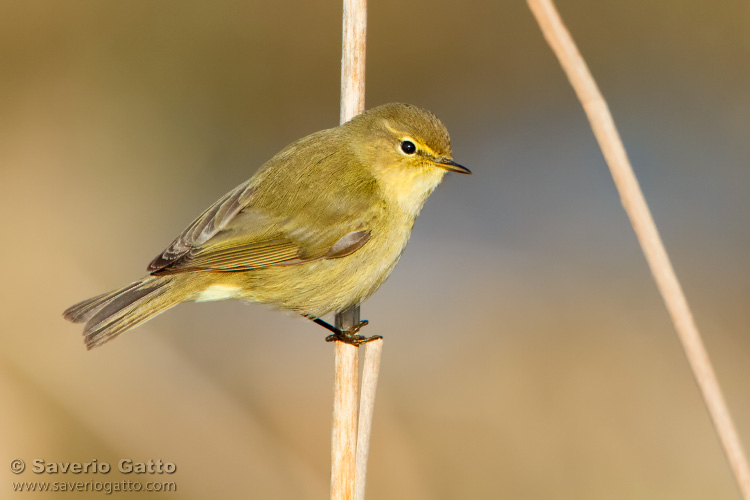 Common Chiffchaff