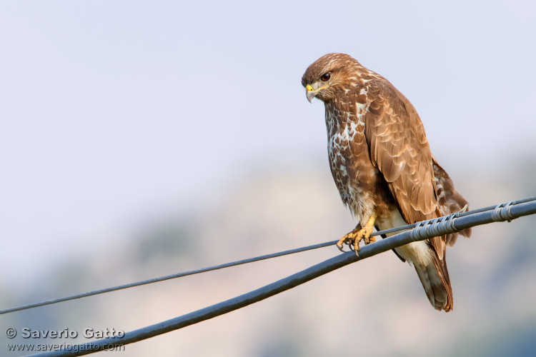 Common Buzzard