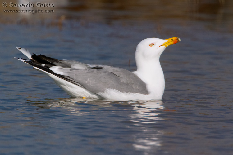 Yellow-legged Gull