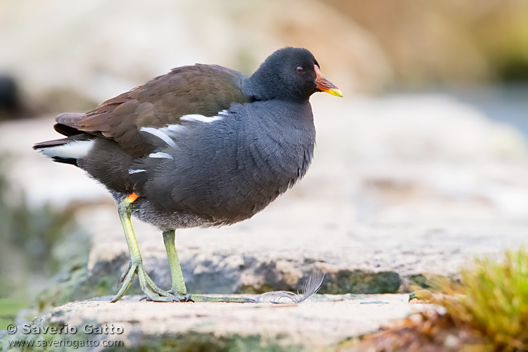 Common Moorhen