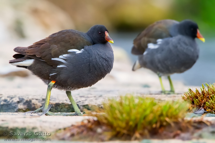 Gallinella d'acqua