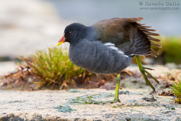 Common Moorhen