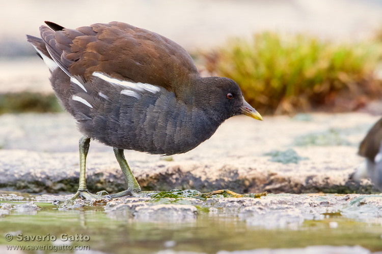 Common Moorhen