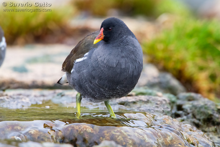 Common Moorhen