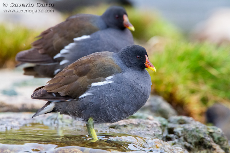 Gallinella d'acqua