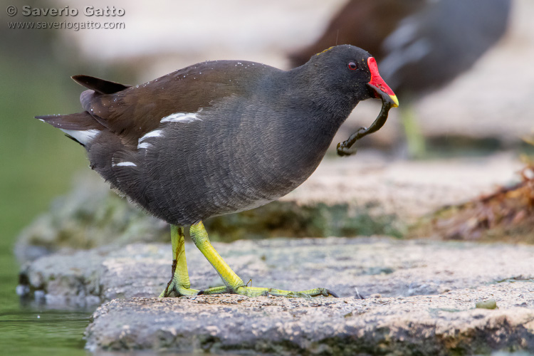 Common Moorhen