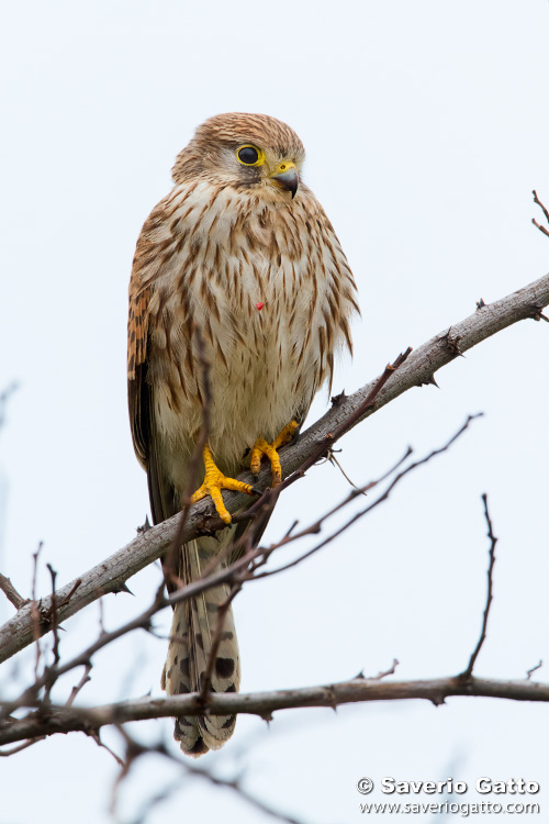 Common Kestrel