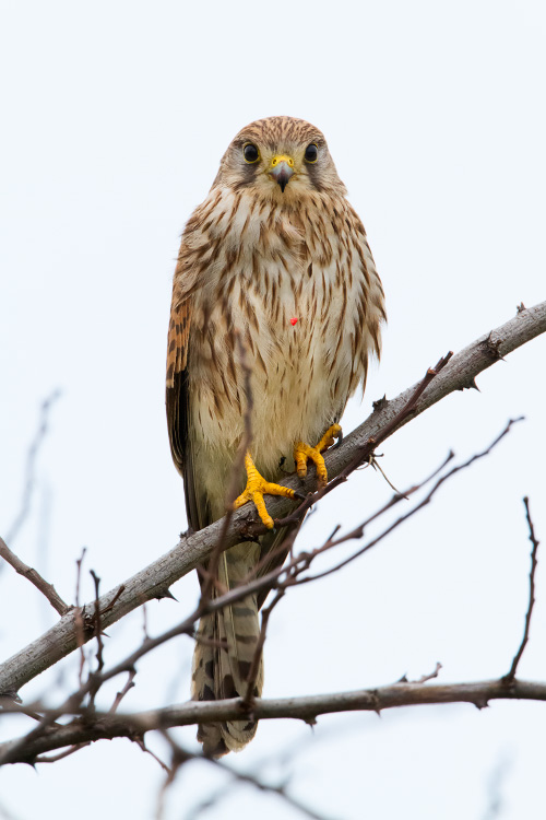 Common Kestrel