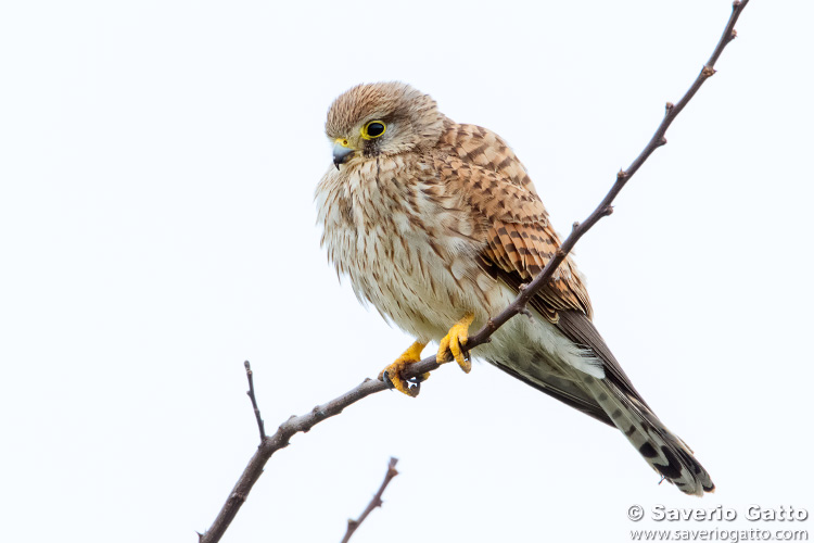 Common Kestrel