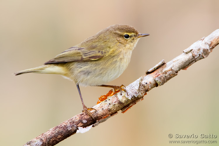 Common Chiffchaff