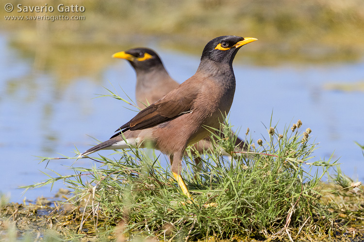 Common Myna