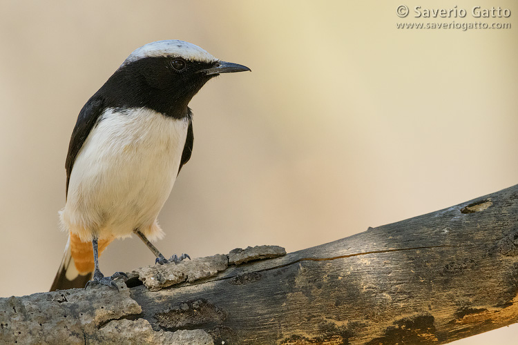 Arabian Wheatear