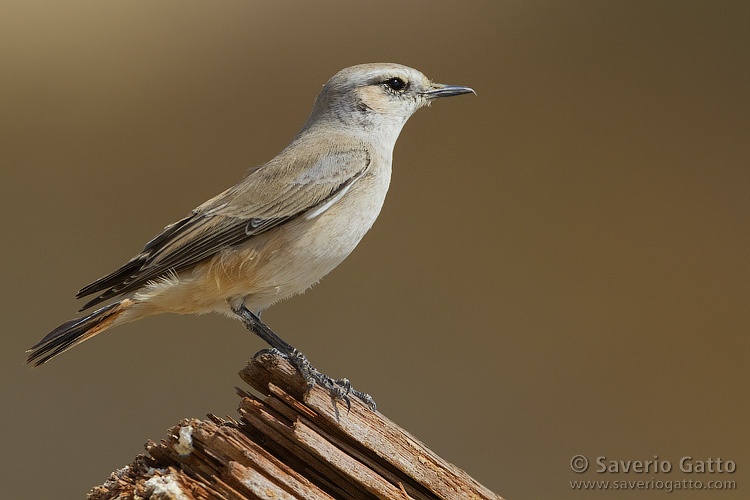 Red-tailed Wheatear