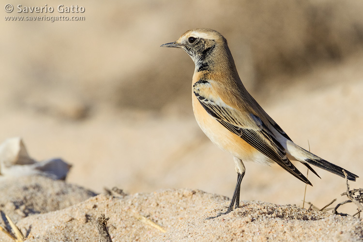 Desert Wheatear