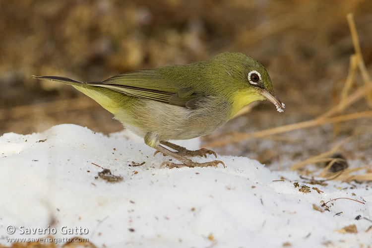 Occhialino pettobianco