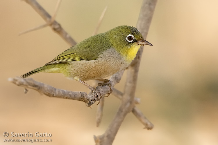 Abyssinian White-eye