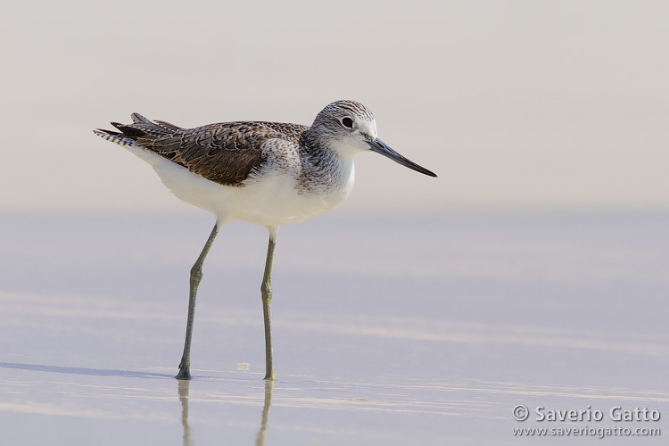 Greenshank