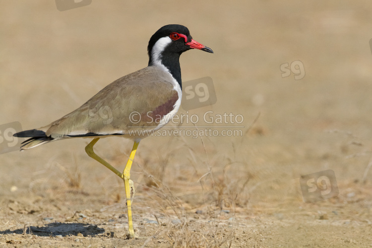 Red-Wattled Lapwing