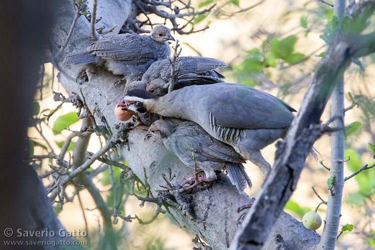 Arabian Partridge