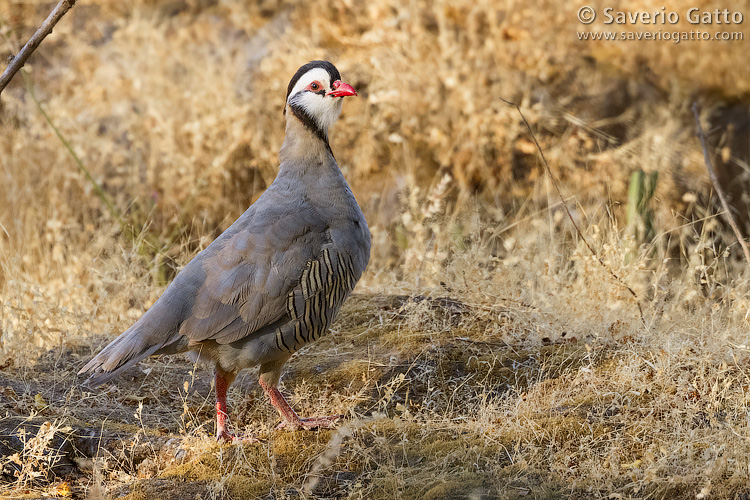 Arabian Partridge