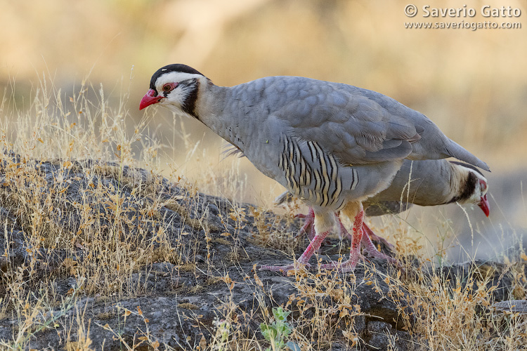 Arabian Partridge