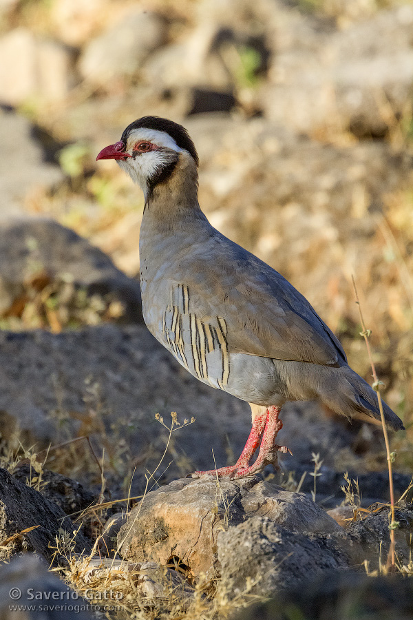 Arabian Partridge