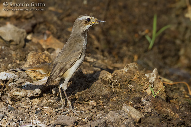 Bluethroat